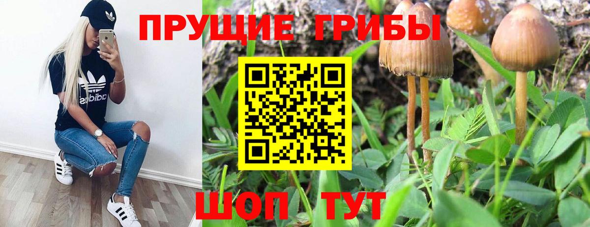 Псилоцибиновые грибы Cubensis Орехово-Зуево